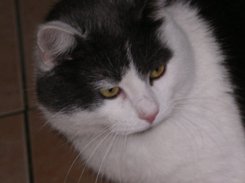 Ich bin der Kater des Hauses